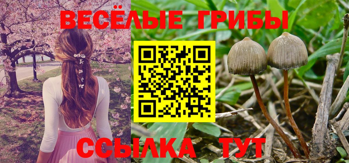 Галлюциногенные грибы Psilocybe  Вход с VPN  Галлюциногенные грибы мухоморы  Пушкино 